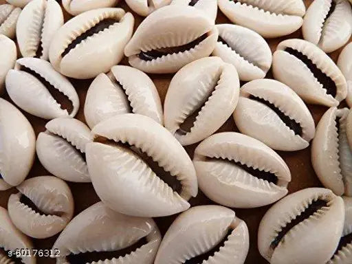 Natural Sea Shell White Original - 100 pcs Pack